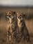 Two cheetahs sitting in the grass