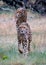 Two cheetahs walking in grass toward camera