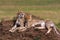 Two cheetahs is watching the savanna. Hills of Serengeti