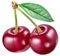 Two cherries with cherry leaf. File contains clipping path.
