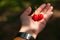 The two cherries on the hand that are exposed to light are artistic