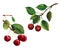 Two cherry branches. Ripe red cherries with green