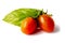 Two cherry tomatoes on with a basil leafs on a white  background