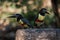Two chestnut-eared aracaris on log in shade