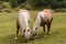 Two chestnut horses grazing