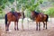 Two chestnut horses saddled