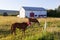 Two chestnut horses wearing fly masks while grazing in field during a golden hour summer evening