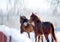 Two chestnut horses in winter paddock