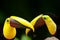 Two Chestnut Mandibled Toucans