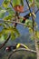 Two Chestnut-mandibled toucans jumping from tree to tree to eat fruits, seeds, and other bird`s eggs.