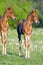 Two chestnut Quarter Horse Foal