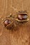 Two chestnuts brown old and cracked with big brown fruits on a wooden background