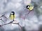 Two chickadee birds are sitting on branches opposite each other in the winter garden