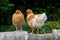 Two chicken hens on a wall in a small organic farm