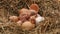 Two chicken resting after hatching