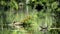 Two Chicken Turtles (Deirochelys Reticularia) In A Pond