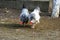 Two chickens in our cousin`s yard.