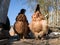 Two chickens are rummaging through the dust with their backs facing the camera during a sunny afternoon in the countryside