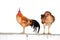 Two chickens on wall isolate on white background