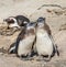 Two chicks African penguins are standing next to each other in a funny pose. Simon`s Town. Boulders Beach. South Africa.