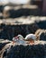 Two chicks Caribbean flamingo in a nest. Cuba