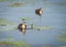 Two chicks of Eurasian coot Fulica atra swimming on the water among yellow water-lilies