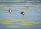 Two chicks of Eurasian coot Fulica atra swimming on the water among yellow water-lilies