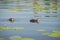 Two chicks of Eurasian coot Fulica atra swimming on the water among yellow water-lilies