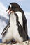 Two chicks and female Gentoo penguins at feeding time