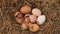 Two chicks hatching from the eggs in a hay nest, top view