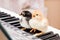 Two chicks with open beaks on the piano keys. Performing a song