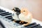 Two chicks on the piano keys. Lessons of music. Performing a musical play a duet_