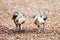 Two chicks are walking on the ground, chick, chicken baby