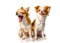 Two Chihuahua brown dog with white background