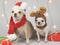 Two chihuahua dog wearing Santa costume and reindeer costume sitting with red and green gift boxes on white background with
