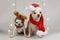 Two chihuahua dog wearing Santa costume and reindeer costume sitting s on white background with Christmas lights. Christmas and