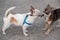 Two Chihuahua dogs stand on an asphalt road and look at each other. one dog pulls the leash.