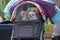 Two chihuahua dogs in a stroller with a net under fleece blankets