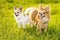 Two Chihuahua dogs on sunny summer day