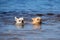 Two chihuahua dogs swimming in the river