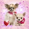 Two Chihuahua puppies with bow collars, on pink heart background