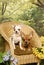 Two chihuahua puppies in a Garden Chair