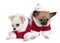 Two Chihuahua puppies in Santa Claus suits