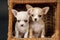 Two Chihuahua puppys play to cart