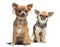 Two Chihuahuas sitting looking away