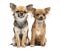 Two Chihuahuas sitting and looking at camera