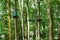 Two children in forest adventure park. Kids boys in helmet climbs on high rope trail. Agility skills and climbing