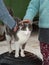 Two children petting a white grey cat