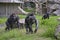 Two chimpanzee mothers (Pan troglodytes)