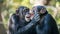 Two chimpanzees have a fun. Generative Ai